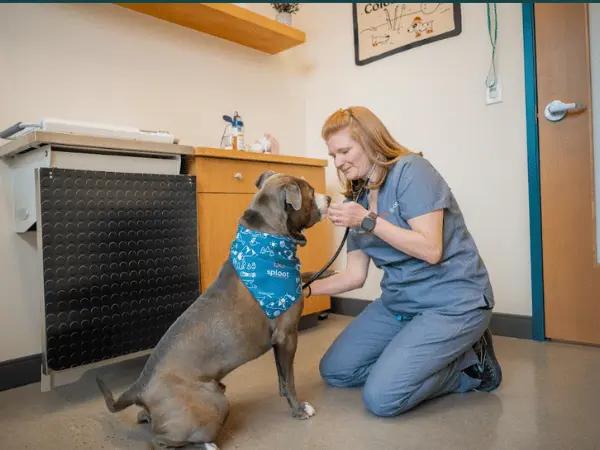 A dog going through a veterinary consultation to get the best dog food for sensitive stomachs
