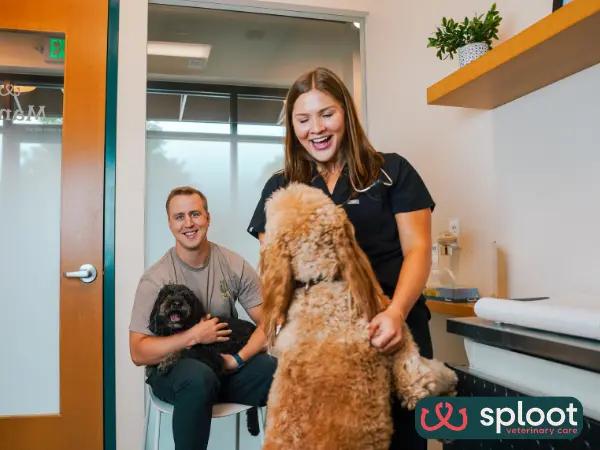 A pet parent with a multi-pet household getting a stress-free veterinary check-up for two dogs in Sploot Veterinary Care, one of the best dog vet clinics in Salt Lake City, Utah
