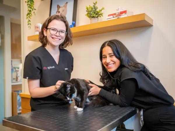 A cat brought to Sploot Vets, a vet clinic in Denver, Chicago, and Colorado Springs, offering personalized treatment for arthritis in cats