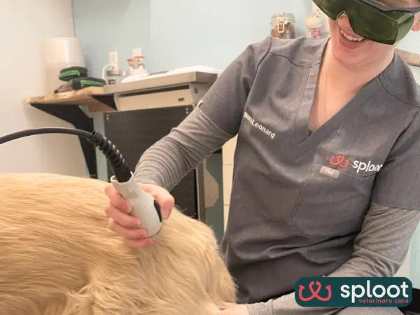 A calm dog receiving cold laser therapy at a Sploot vet clinic, while a veterinarian directs a handheld laser device over the dog's hindquarters to soothe arthritic joints.