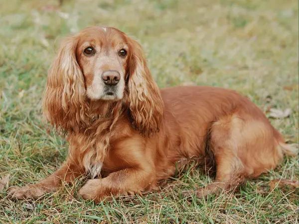 A cocker spaniel, the main breed rescued by Rocky Mountain Cocker Rescue, a dog rescue and dog adoption organization in Colorado Springs