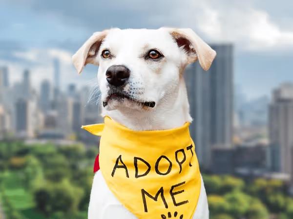 An adoptable dog wearing a bandana in front of a Chicago cityscape to represent dog adoption in Chicago