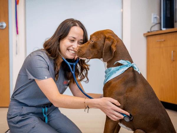 A consultation with a veterinarian from Sploot Vets, Denver, showing a crucial step before hiking with dogs