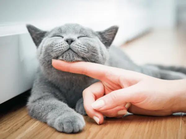 A calm cat, representing the benefits of using cat pheromones, diffusers, and sprays