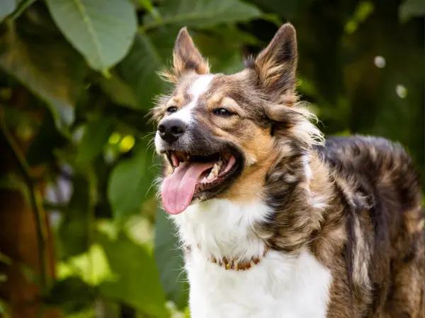 A photo of a dog outdoors, representing dog breathing heavy after exercise or playtime