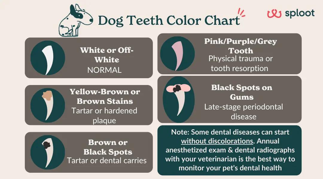 An infographic of different dog teeth colors like brown stains, black teeth, and black spots on dog teeth, black spots on dog’s gums, pink teeth, and so on.