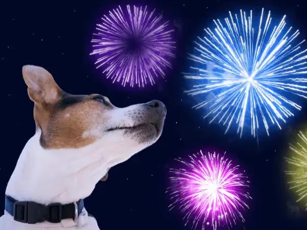 A dog looking at fireworks, representing the effect of fireworks on dogs and cats