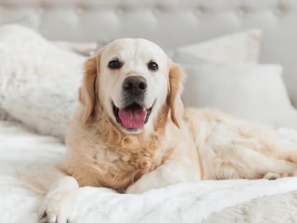 A dog enjoying a stay in a hotel, representing the experience of staying in a dog friendly hotel in Chicago