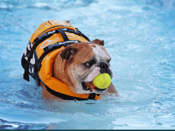 A photo of a dog swimming in a pool, wearing a vest, representing dog swimming pool safety or dog swimming safety