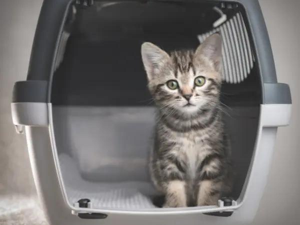 A kitten calmly sitting in a create, a result of following the steps on how to socialize a kitten