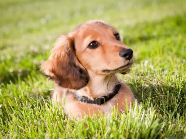 A photo of a dog playing in the grass, one of the sources of dog rash on belly or dog skin rash