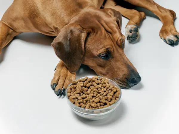 A photo of a dog not eating or having a reduced appetite