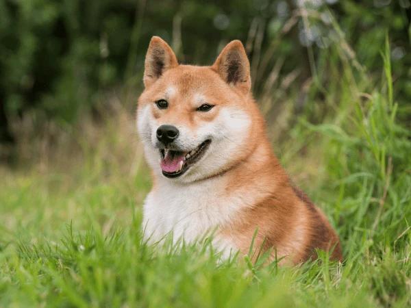 A picture of a shiba inu, one of the dog breeds that have the longest lifespan