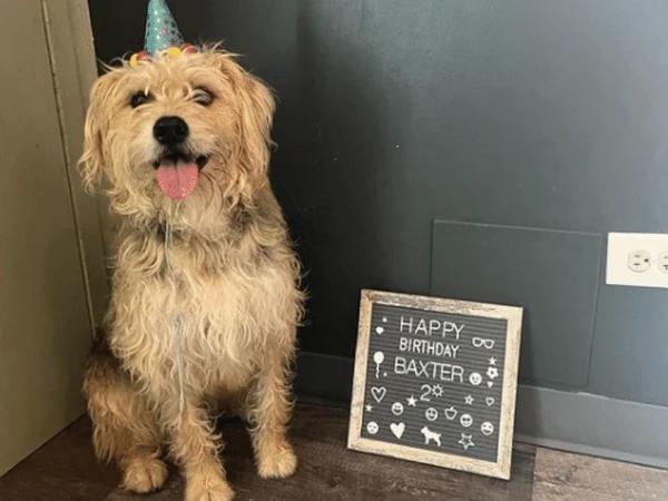 A dog boarder celebrating a birthday at Canine Crews, one of the best dog boarding Chicago establishments