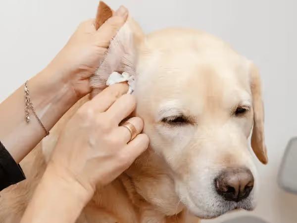 A pet parent cleaning a dog’s ears, following the steps of how to clean a dog’s ears at home