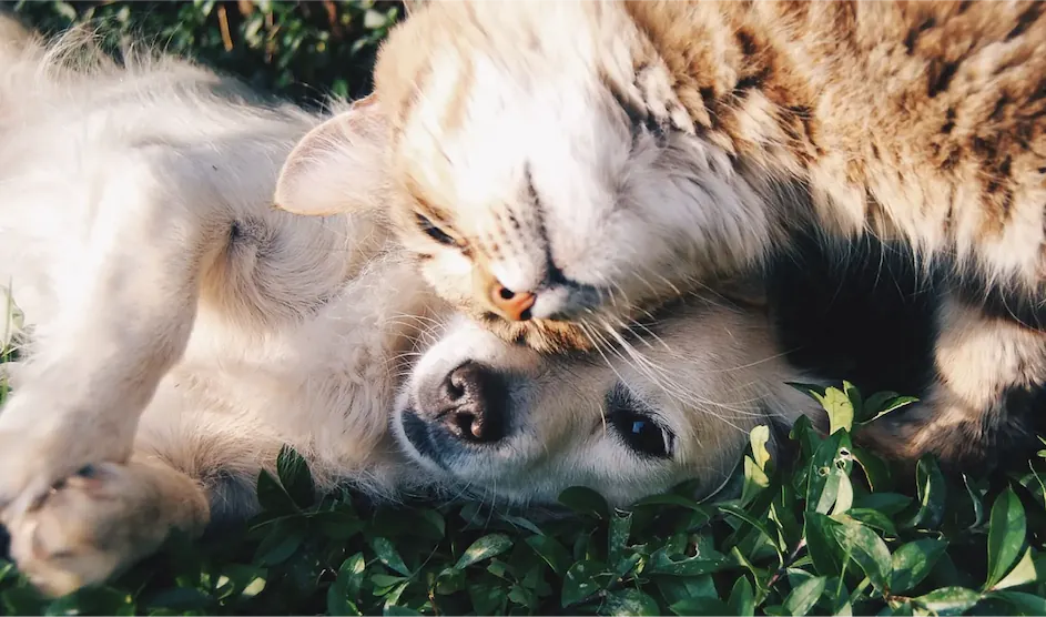 playful cat and dog on a lush green grass