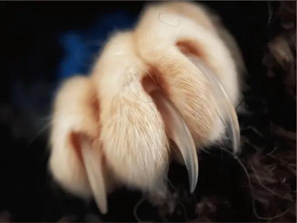 Close-up of overgrown nails on a cat with overgrown quicks, necessitating veterinary attention for the safe clipping of the cat’s claws