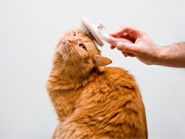 A cat getting groomed, representing the importance of professional cat grooming