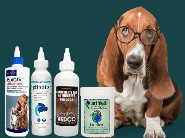  A Bloodhound with floppy ears sitting beside examples of some of the best dog ear cleaners that are not medicated