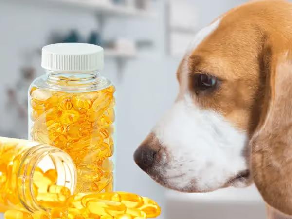 A dog looking at a spilled bottle of fish oil for dogs or omega 3 for dogs