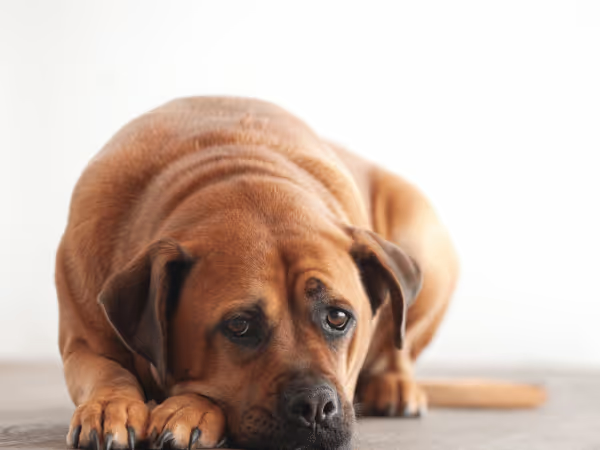 A dog crouching down to represent abdominal pain due to giardia in dogs
