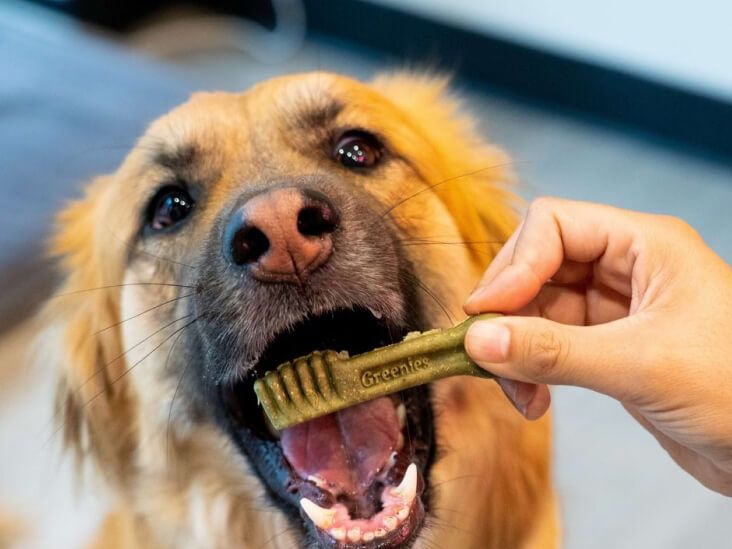 A dog having its teeth cleaned at Sploot in Denver, CO