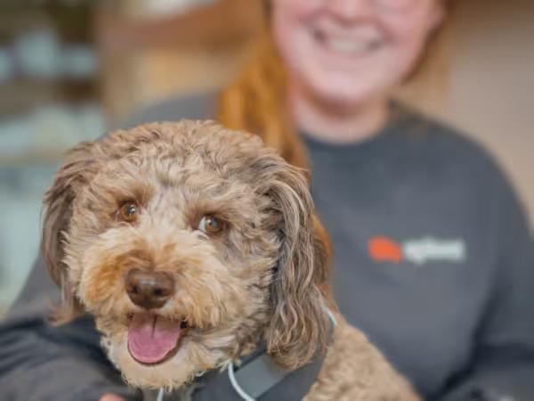 Close up of a pet parent bringing her dog to Sploot Veterinary Care to adhere to dog vaccines schedule