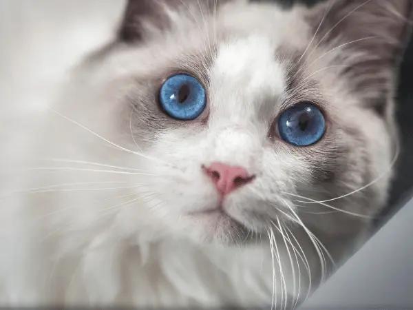 Close-up of a ragdoll cat looking at their owner with affection, an example of a clingy cat breed that might make pet parents ask “Why is My Cat so Clingy”