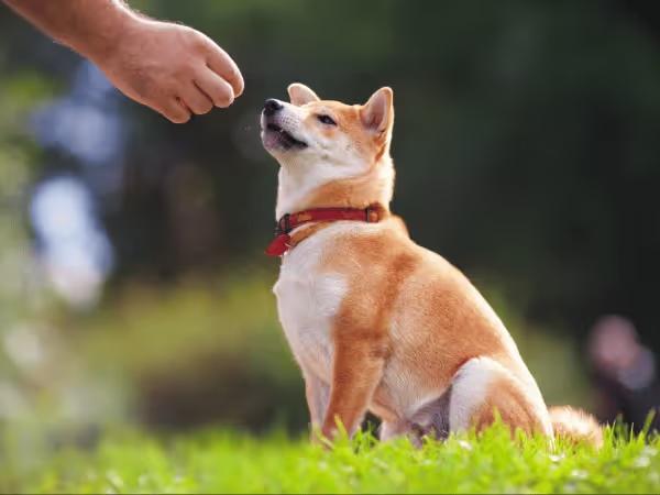 A dog learning dog tricks and getting a reward for mastering dog commands