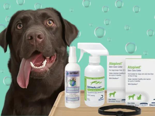 A dog sitting beside various kinds of moisturizers for dogs with dry skin