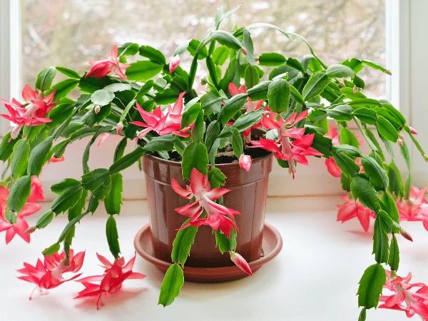 A Christmas Cactus, one of the safe plants for cats