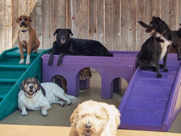 Dogs playing in one of the play areas of Dogaholics, a dog daycare near Roscoe Village