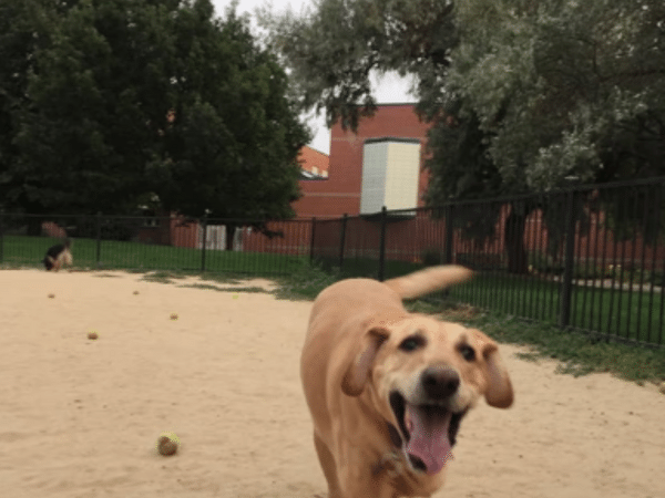 Photo of Fuller Dog Park, one of the smaller-sized off leash Denver dog parks
