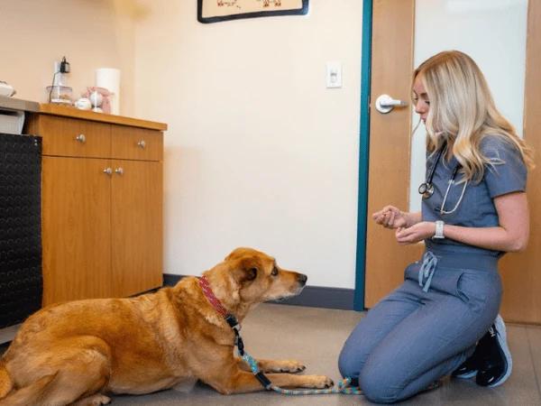 A dog having a check-up at Sploot veterinary care in Denver or Chicago for possible periodontal gum disease in dogs