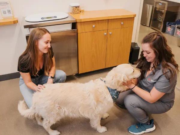 A pet parent bringing their dog to Sploot Veterinary Care, one of the best vet clinics in Denver; the appointment is to get all the required dog vaccines for Denver, Colorado