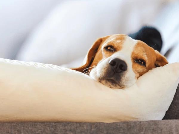 A dog resting to represent canine vomiting or a dog about to throw up
