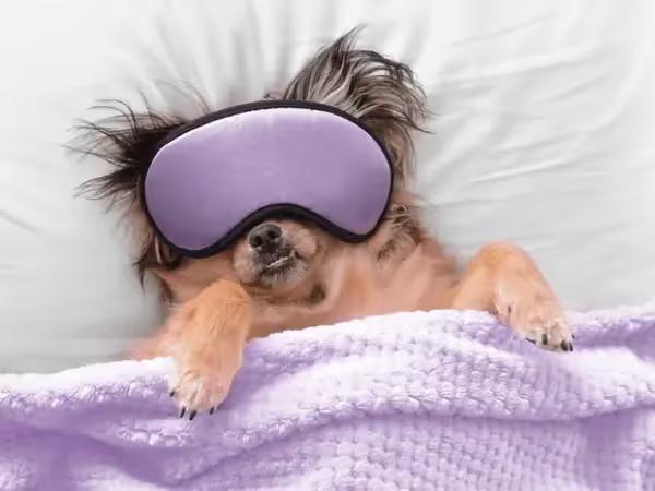 A photo representing a dog resting in a dog boarding establishment in Highlands Ranch