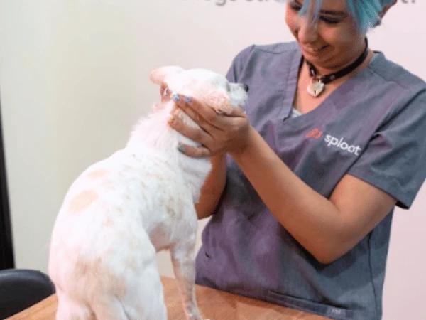 A puppy getting a checkup in Sploot Veterinary Care in Denver before getting spaying and neutering