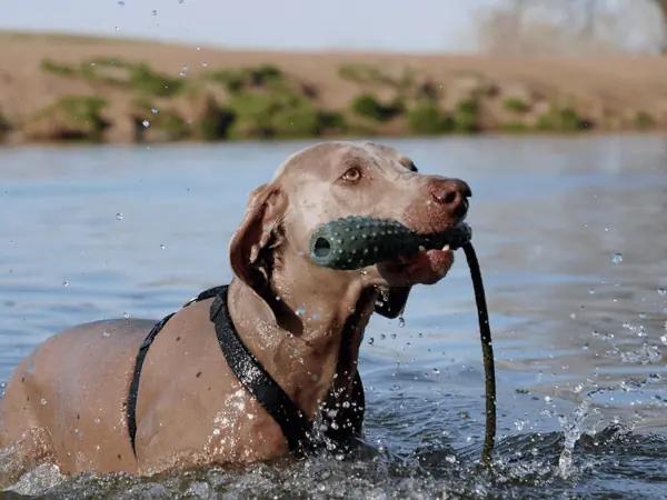 A dog training at Chatfield Dog Park, one of the best dog parks near Highlands Ranch