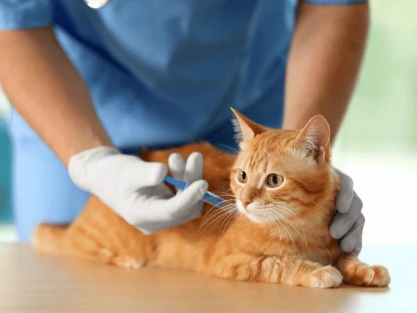 A kitten getting a rabies vaccination to get a pet license or cat license in Denver