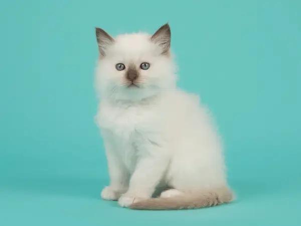 A photo of a ragdoll cat kitten requiring ragdoll cat care