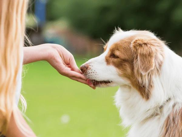 A dog getting a treat after learning dog tricks and dog commands