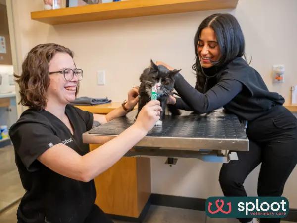 A cat getting free treats after a stress-free vet visit at Sploot Veterinary Care, one of the best cat veterinarians in Salt Lake City, Utah