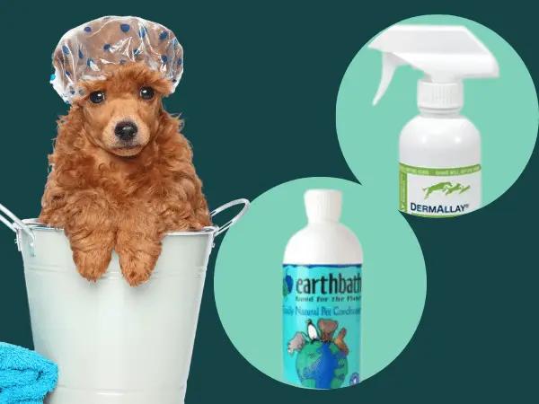 A dog wearing a shower cap beside bottles of the best oatmeal conditioners for dogs