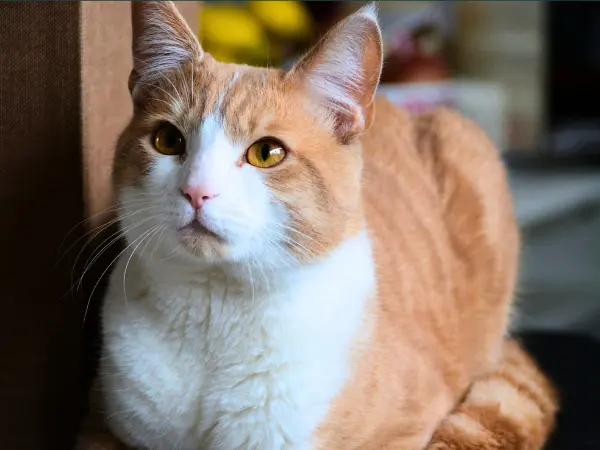 A cat in a loaf position, potentially hiding illness or abdominal pain, usually accompanied by cat vomiting and other symptoms