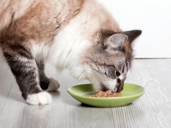 A cat eating pet food topped with safe food for cats