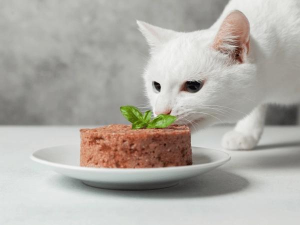A cat getting a scheduled meal as part of their healthy cat care routine