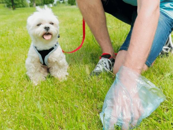 A poop bag, one of the things to pack when going on a road trip with a dog