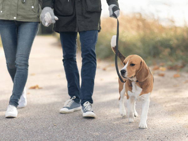 A dog that has successfully learned how to behave on a leash, one of the dog tricks to teach your dog