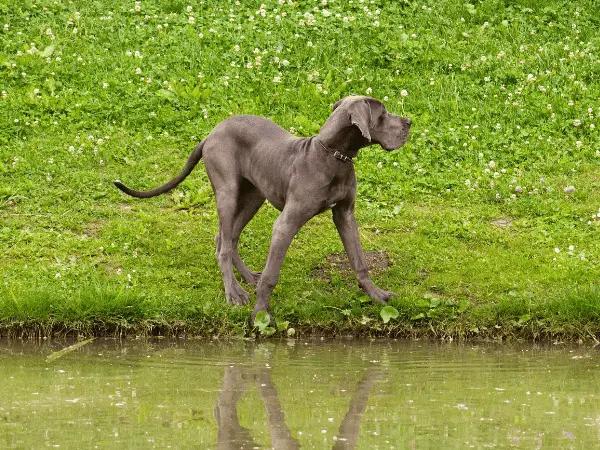 A dog beside stagnant water located outdoors, one of the possible sources of leptospirosis in dogs